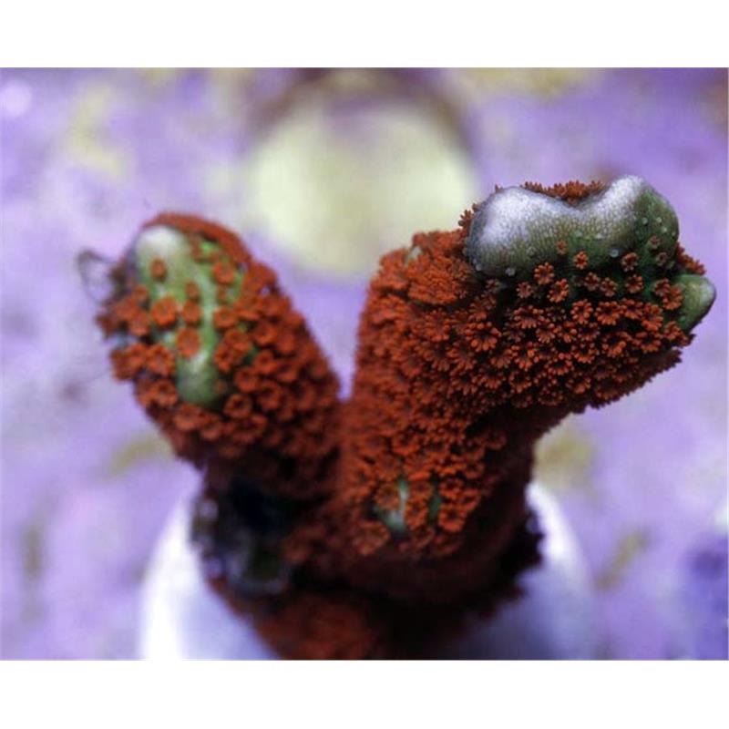 Montipora digitata red - imagine 3